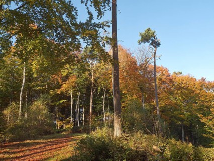 Autumn hiking trail on the Werder