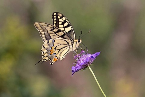 Swallowtail