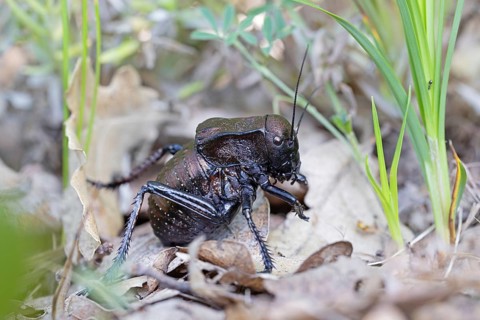 Bronze Glandular bronze glandular bush-cricket