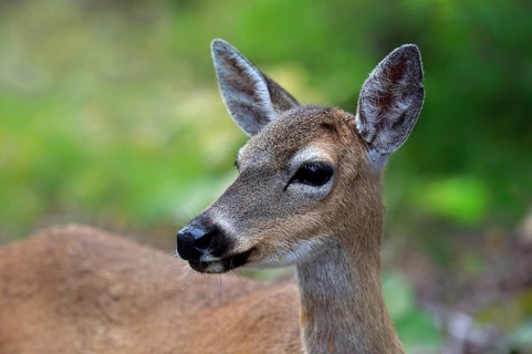 Key Deer