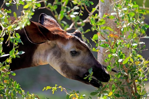 Okapi