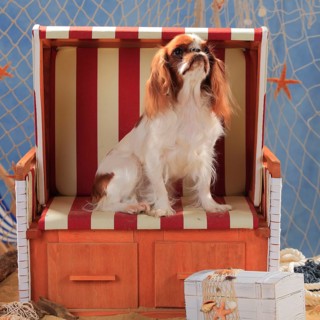 King Charles Spaniel