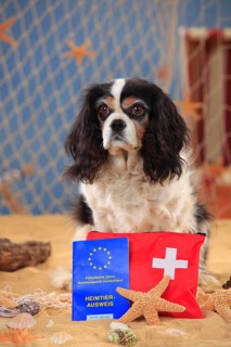 Cavalier King Charles Spaniel