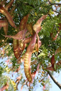 American Climbing Trumpet
