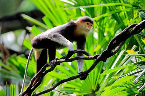 Douc Langur