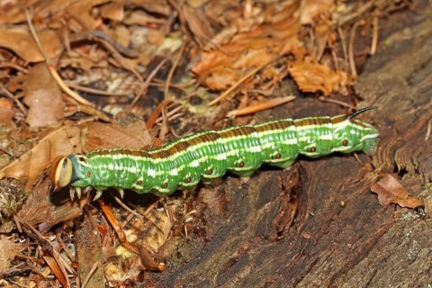 Pine Hawk Moth