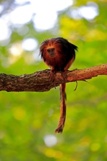 Golden-headed lion tamarin