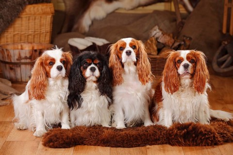 Cavalier King Charles Spaniel