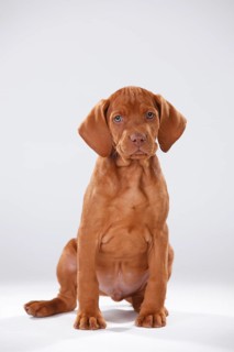Shorthaired Hungarian Pointing Dog