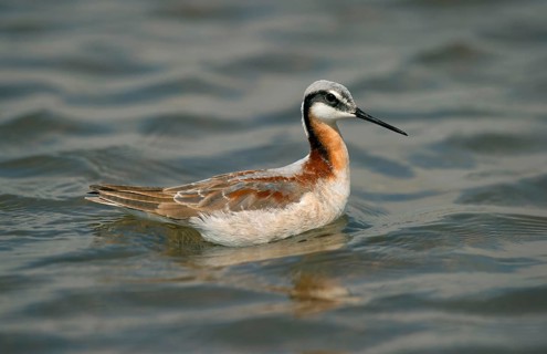 Wilson's Phalarope