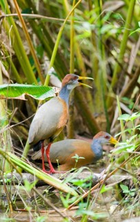 Grey-necked Wood-rail