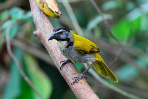 Black-capped Saltator