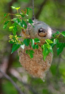 White-crowned Penduline-tit