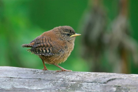 Wren