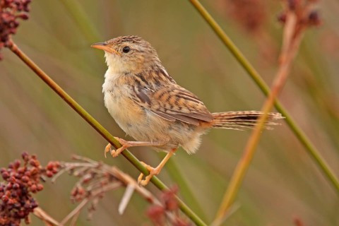 Sedge Wren