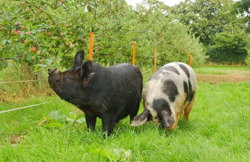 Domestic Pig