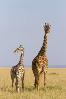 Masai giraffe