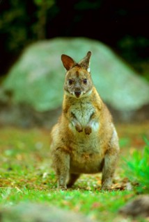 Red-necked red-necked pademelon