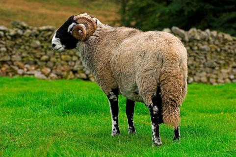 Domestic Sheep Swaledale ram