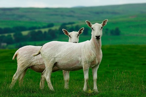 Domestic Sheep