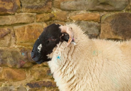 Domestic sheep