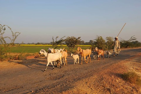 Domestic Goat