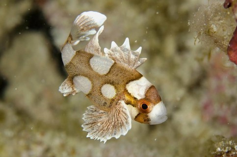 Many-spotted Sweetlips
