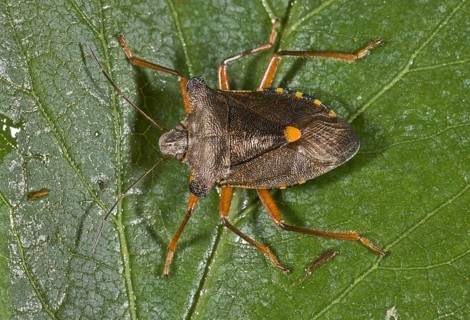 Red-legged tree bug