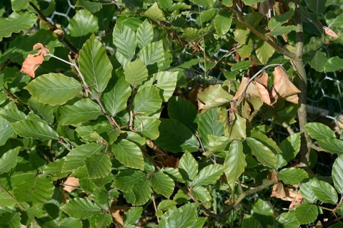 Woolly beech