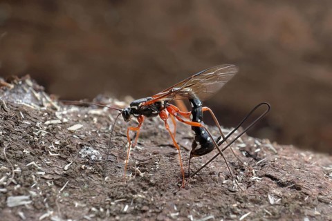 Sabre Wasp
