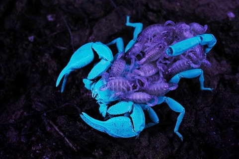 Italian Scorpion
