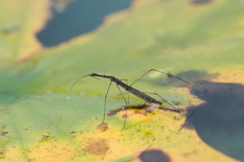 Common Pond Skater