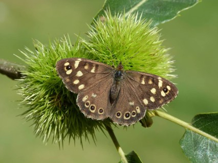 Speckled wood