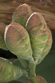 Welwitschia