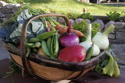 Homegrown organic vegetables
