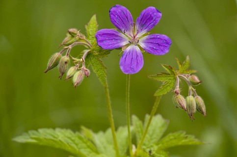 Wood Cranesbill
