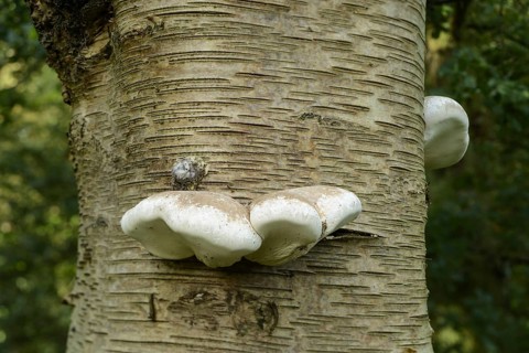 Birch Polypore
