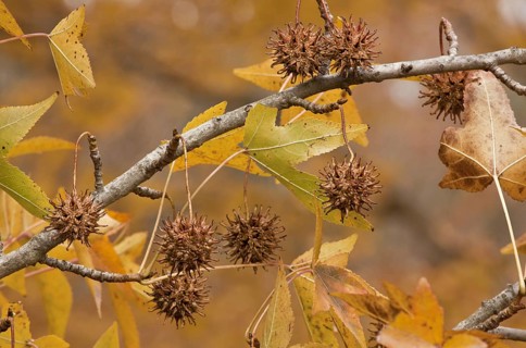 American Sweetgum