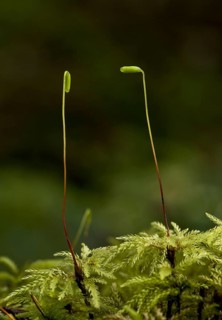 Umbrella moss