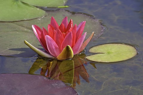 Ornamental water lily
