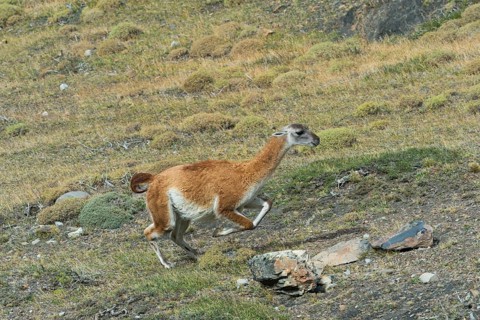 Guanaco