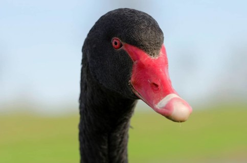 Mourning Swan
