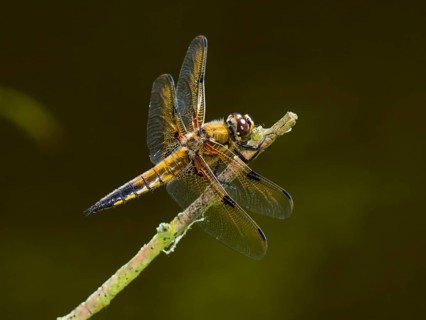 Four-spotted dragonfly