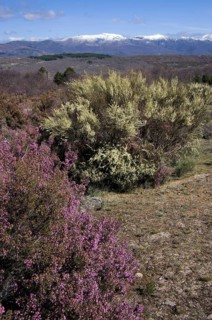Broom heather and multiflorous broom with a view of the Sierra de Gredos