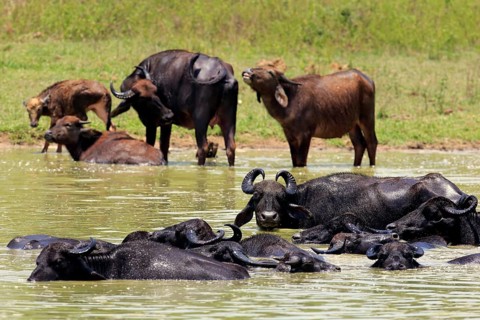 Water buffalo