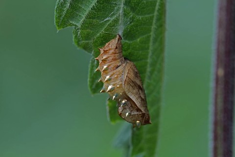 Meadowsweet mother-of-pearl butterfly