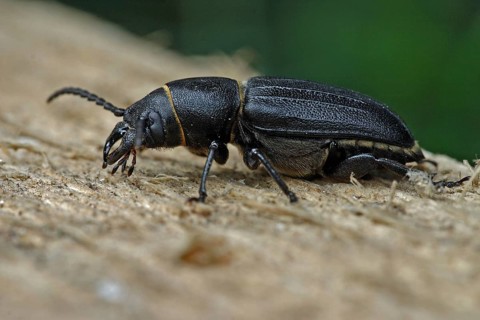 Black longhorn beetle