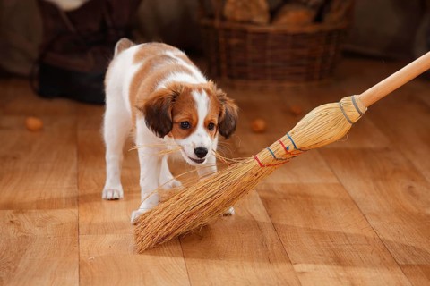 Kooikerhondje