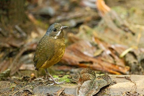 Grey-crowned Antpitta