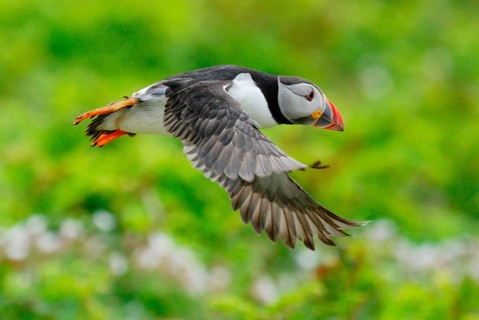 Atlantic puffin